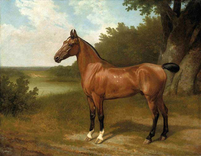 lord bingley's hunter